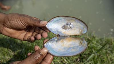 The longer the pearls are left in the mussels, the more the layers form on the nucleus or tissue and the better the pearl quality and lustre. Photo: Noor-A-Alam