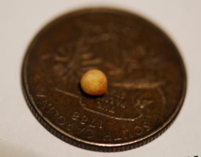 Pearl from Fried Oyster