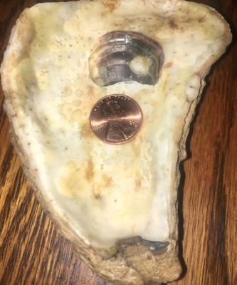 Is this a fossil pearl?