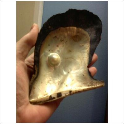Pearl in Shell