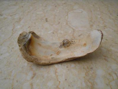Pearl in Africal Sea Shell