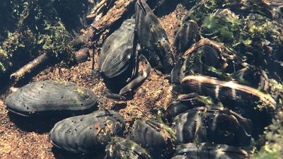 Freshwater Pearl Mussel: Image source: Dr. Patrick Crushell