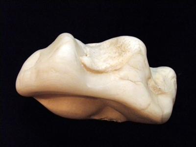 5.5kg giant clam pearl