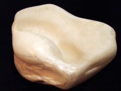 5.5kg giant clam pearl