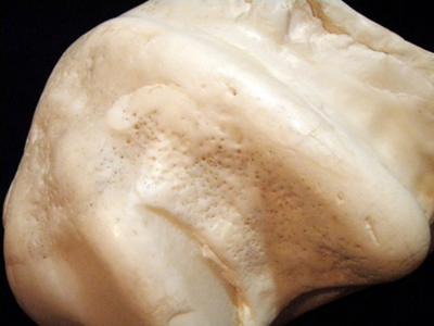 5.5kg giant clam pearl