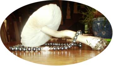 Photographs of pearl necklace