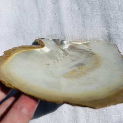 Pinctada maxima Blister Pearl