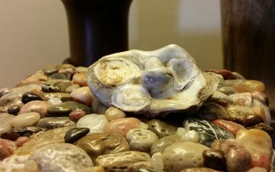 Pine Island, Florida oyster treasure found hanging on seawall.