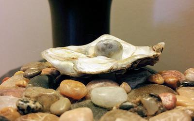 Pine Island, Florida oyster treasure found hanging on seawall.