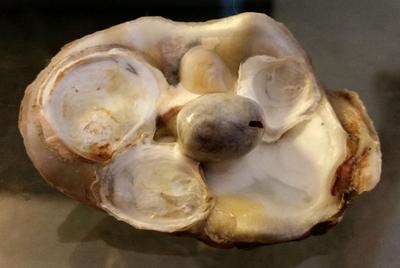Pine Island, Florida oyster treasure found hanging on seawall.