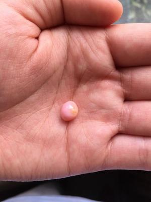 3.5 Carats Conch Pearl 