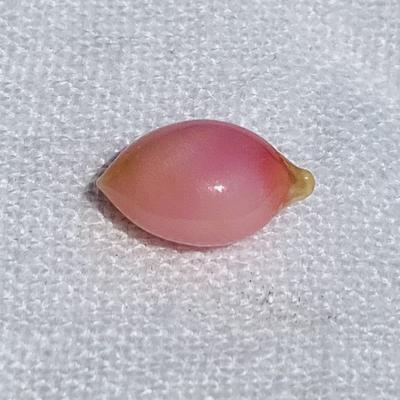 Pink conch Pearl Oval 5.62 carats