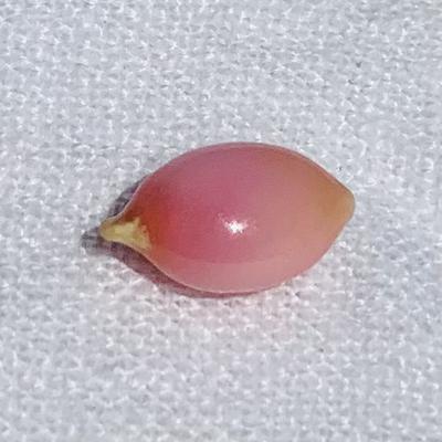 Pink conch Pearl Oval 5.62 carats