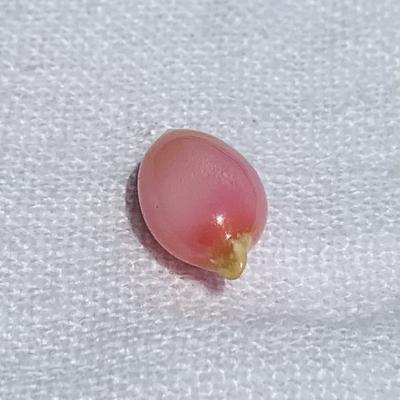 Pink conch Pearl Oval 5.62 carats