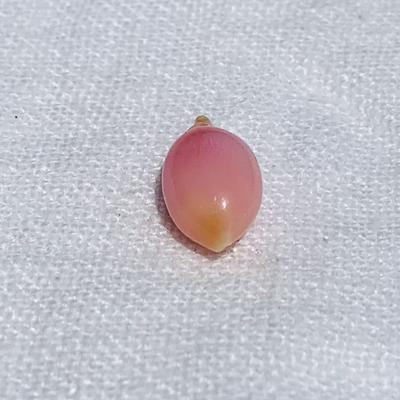 Pink conch Pearl Oval 5.62 carats