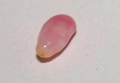 Pink Conch Pearl Oval 6mm