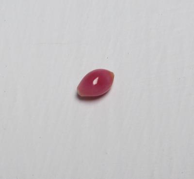 Pink Conch Pearl Oval 6.5mm 0.70 carats