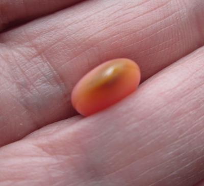 Pink Flat Drop Pink Conch Pearl 5.45 carats