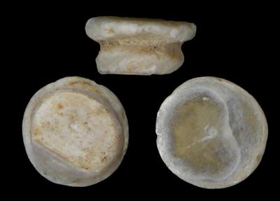 Prehistoric shell ornaments made with freshwater mother-of-pearl. Image credits Jérôme Thomas / University of Burgundy-Franche-Comté.