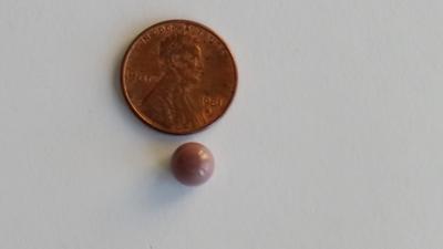 Quahog pearl fround on Honeymoon 1977