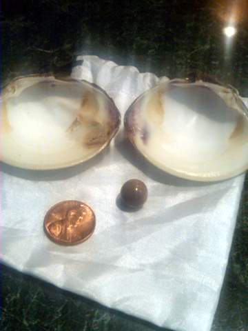 Purple quahog Pearl with Shell