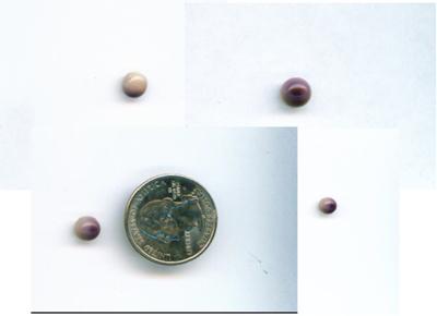 Quahog Pearl with Purple Eye