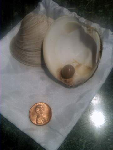 Purple quahog Pearl with Shell