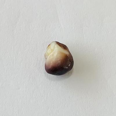 Quahog Pearl Baroque Purple & Beige 7mm 1+ carats