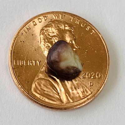 Quahog Pearl Baroque Purple & Beige 7mm 1+ carats