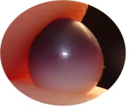 Quahog Pearl Quahog pearl