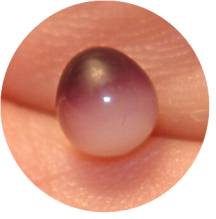 Quahog pearl closeup