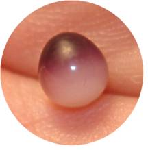 Quahog Pearl Quahog pearl closeup