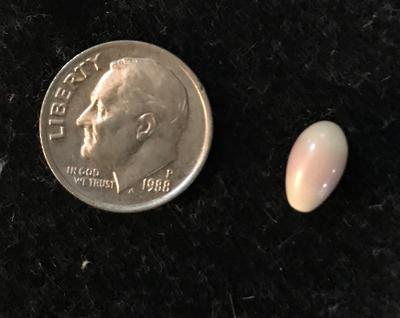 Quahog Pearl Found