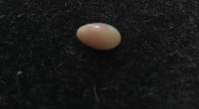 pearl has a thick/faded purple stripe