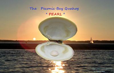 Quahog pearl found in Peconic Bay