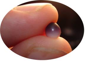 Quahog pearl in fingers