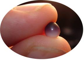 Quahog Pearl Quahog pearl in fingers