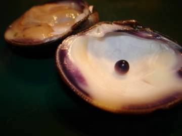 Quahog Pearl Quahog pearl on the shell