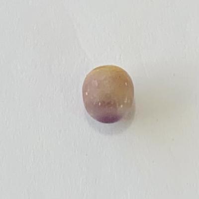 quahog pearl