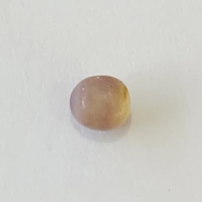 Quahog Pearl Oval Lavender to Beige 5mm