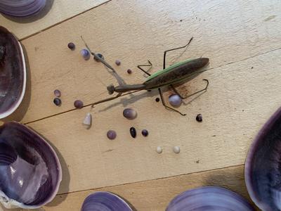 Mrs. Mantis Shops for Quahog pearl collection 