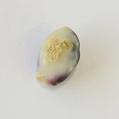 Quahog pearl Purple with White 2+ carats 10mm Baroque