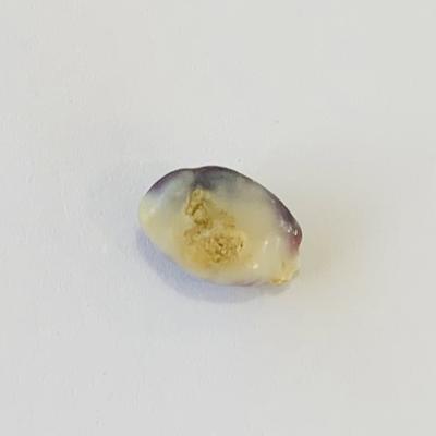 Quahog pearl Purple with White 2+ carats 10mm Baroque