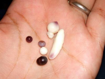 Some of our Quahog Pearls.