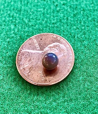 Quonochontaug Quahog Pearl