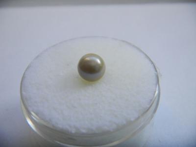Mozambique Pearl