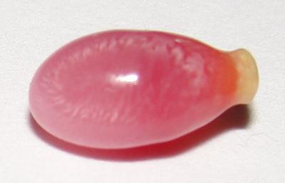 Rare 8 x 4mm Conch Pearl