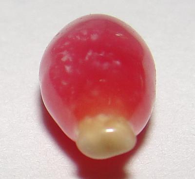 Rare 8 x 4mm Conch Pearl