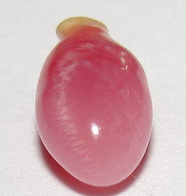 Rare 8 x 4mm Conch Pearl