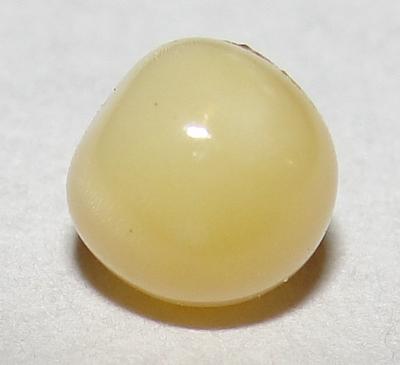 1.1 carat conch pearl